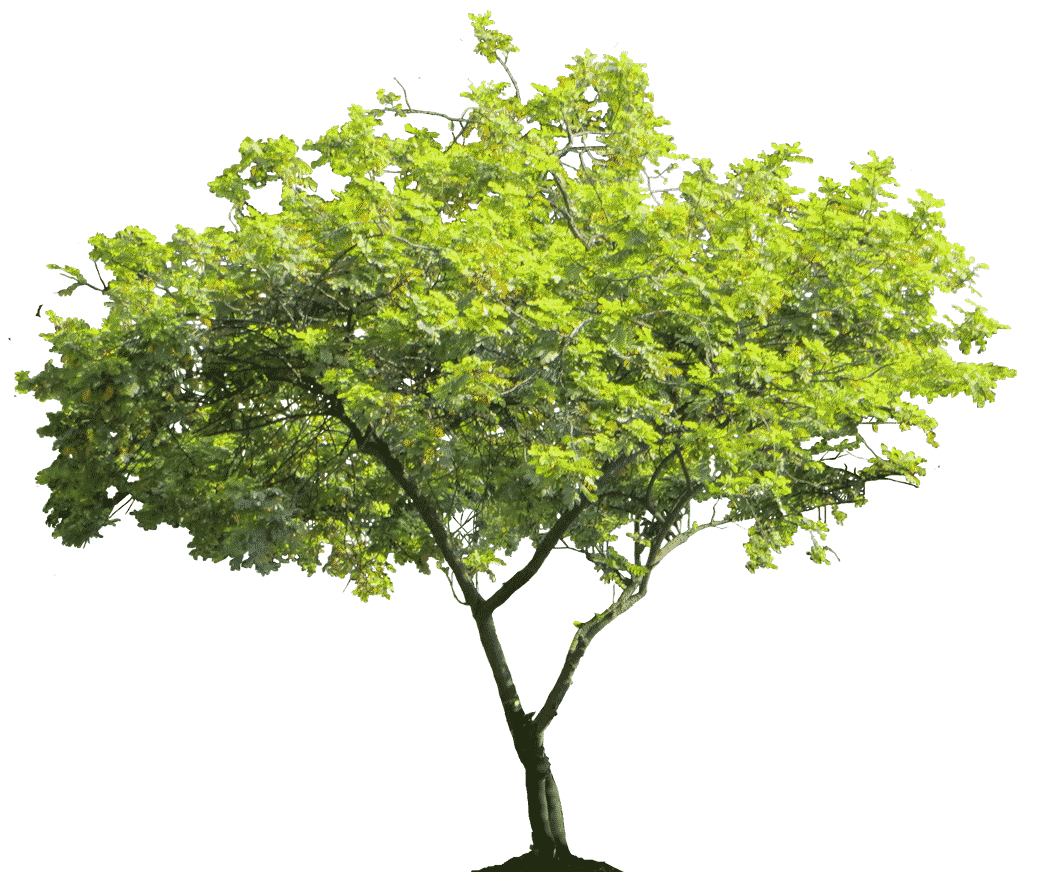 slider-main-tree